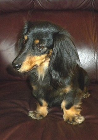 Read Online Dachshunds: Weiner Dogs: Long Haired Daschunds: Wire haired Daschunds: Everything you need to know - Dale Waller file in PDF