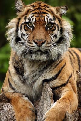 Full Download Sumatran Tiger Looking at You Journal: 150 Page Lined Notebook/Diary -  file in ePub