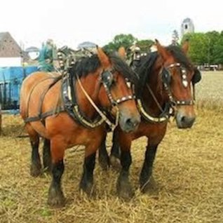 Full Download Heavy Horses 13 Bonnie and Bart the Belgian Heavy Draft Horses - Amanda Thomas | ePub