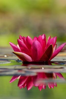 Download Pink Water Lily Flower Journal: 150 Page Lined Notebook/Diary -  | PDF