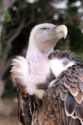 Download Griffon Vulture (Gyps Fulvus) Journal: 150 Page Lined Notebook/Diary -  | PDF