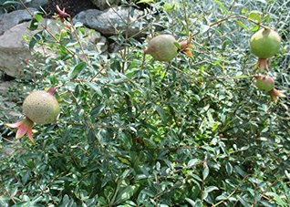 Download Dwarf Pomegranate is a fruit bearing deciduous shrub or small tree .: Punica granatum - W. Tohme | PDF
