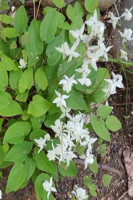 Read Online Journal Surprise Little White Flowers: (Notebook, Diary, Blank Book) -  | PDF