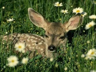 Read Online keep the deer away from your organic flower plant garden by frankolszowy (1) - frank olszowy | PDF