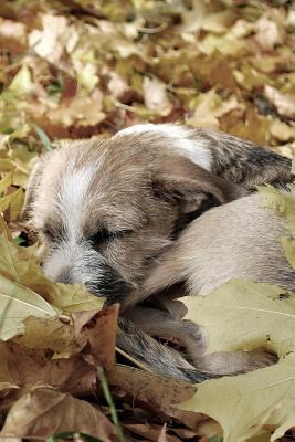 Full Download Sleeping Journal: Sleepy Dog Design - Volume 5 - (Cute Journals, Notebooks, Diaries and Other Gifts) - Rennesy Publishing file in ePub